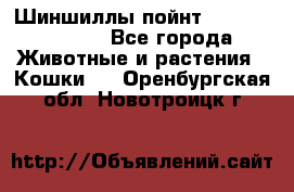 Шиншиллы пойнт ns1133,ny1133. - Все города Животные и растения » Кошки   . Оренбургская обл.,Новотроицк г.